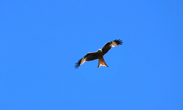 Rapace da identificare